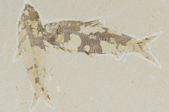 Two Detailed Fossil Fish (Knightia) - Wyoming #177324